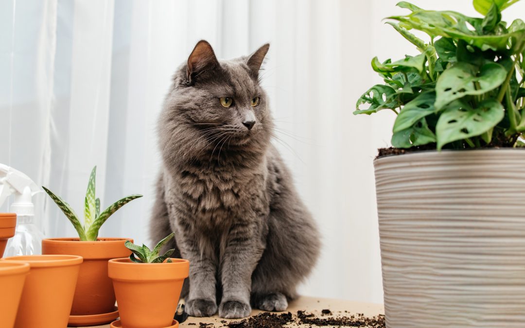 The Silent Danger in Your Garden: Plants That Can Harm Your Pets