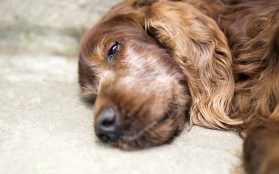Graceful Aging: The Essential Shift in Diet for Your Senior Pet