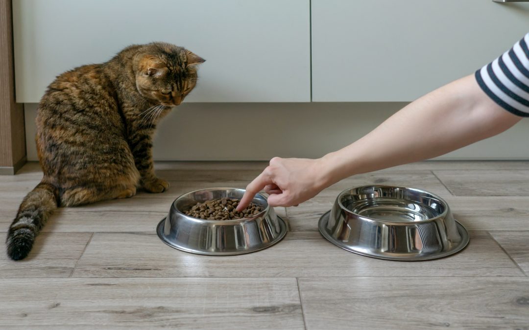 Spoiled or Just Discerning? A Deep Dive into Picky Eating Cats