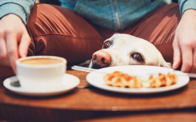 Why Your Dinner Table Scraps are Not a Feast for Your Pets