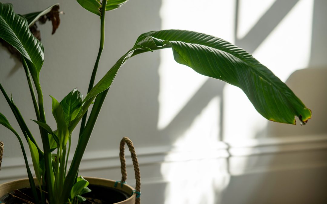 Indoor Gardens: Nurturing Plants with a Controlled Environment