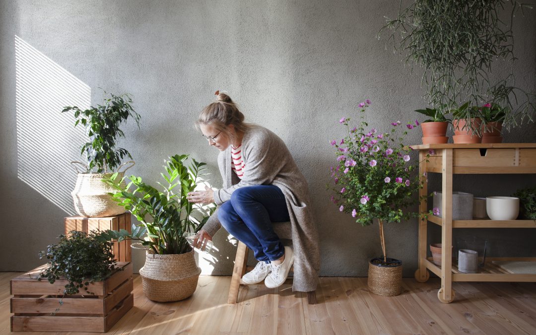 Breathe Easy with These Unfussy Indoor Plants